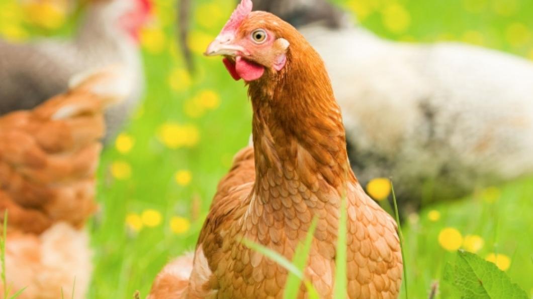 Dierenwelzijn Groenlinks Dierenwelzijn Groenlinks