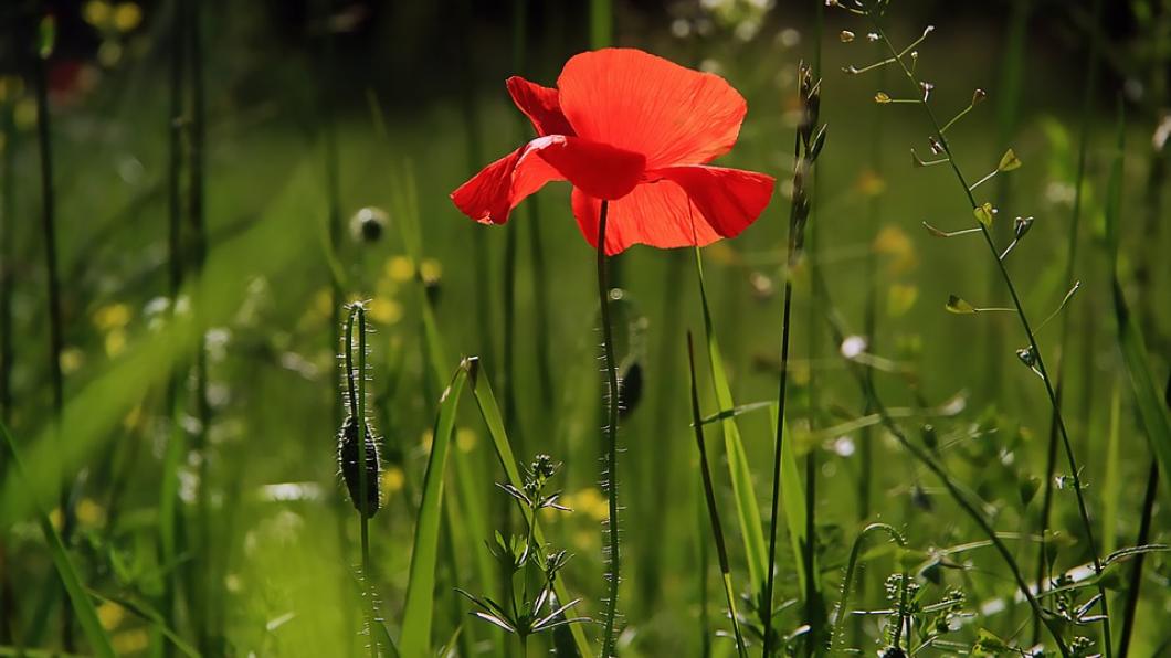 natuurlijke weide natuurlijk weidebeheer